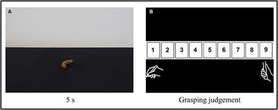 Grasping affordance judgments depend on the object emotional value